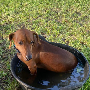 Meet your Posher, Maecie